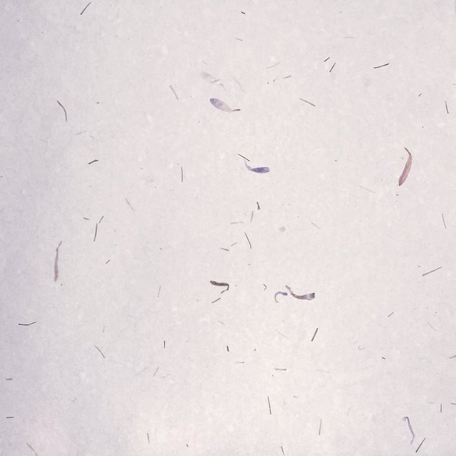 Japanese Mulberry Paper (White with Flower Petals) - 22" x 30"