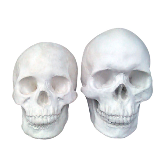 Plaster Bust - Skull & Crane Set (9")