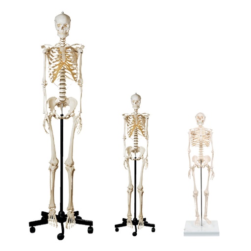 [FC601-HS1] Skeleton - Life Size