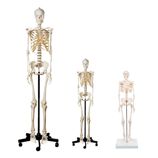 [NB 601-HS3] Squelette humain - 16,5"